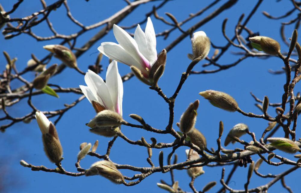 Magnolienblüten (Archivbild)