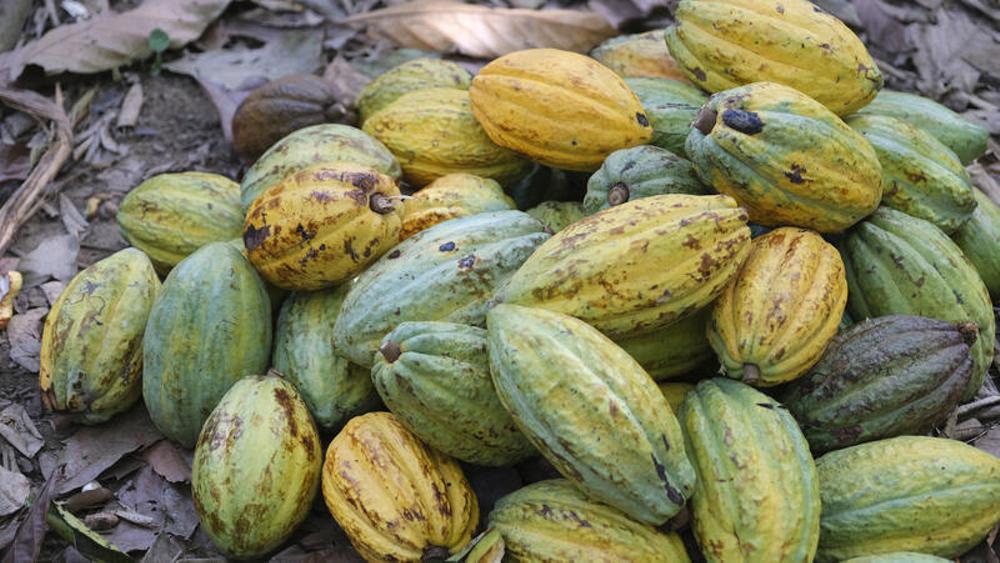 Kakaofrüchte auf einer Plantage der Kooperative Rosso im Südosten der Elfenbeinküste