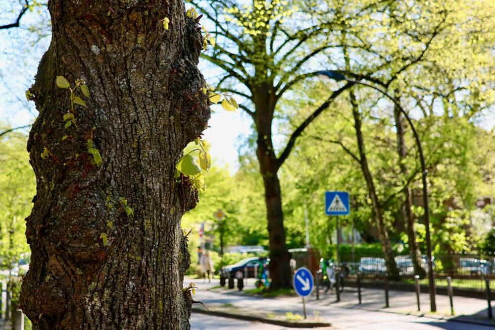 Stra&szlig;enb&auml;ume in Hamburg