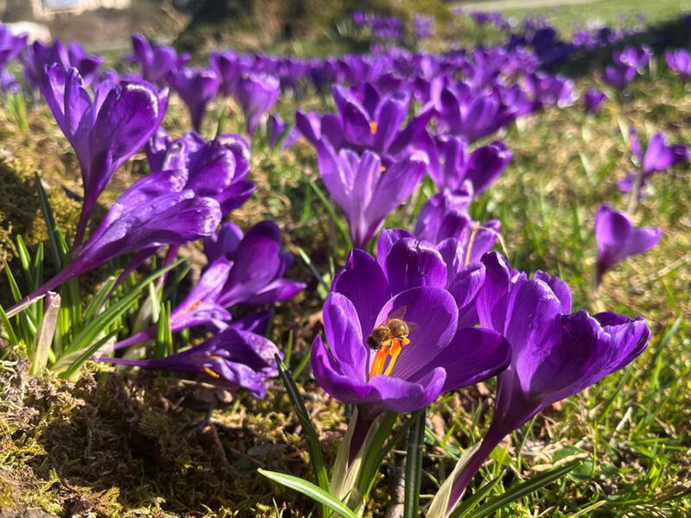 Bl&uuml;hende Krokusse