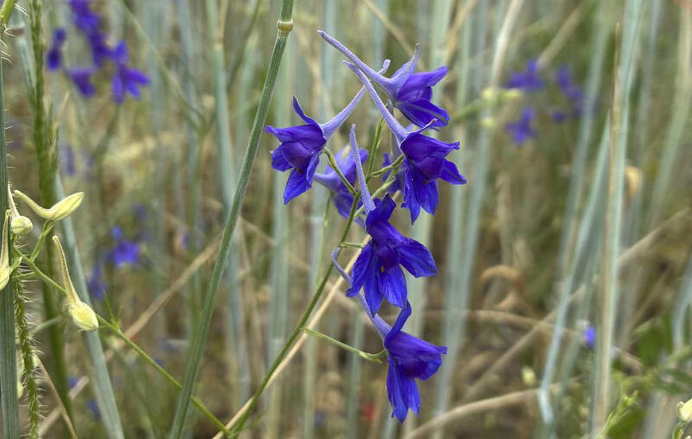 Feldrittersporn ist Blume des Jahres 2026