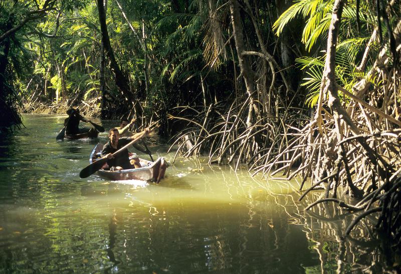Studie: Mangroven helfen als grüner Küstenschutz bei Klimawandel