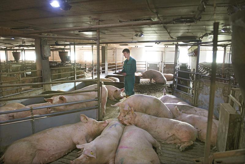 Agrarminister wollen zeitnah Tierwohllabel