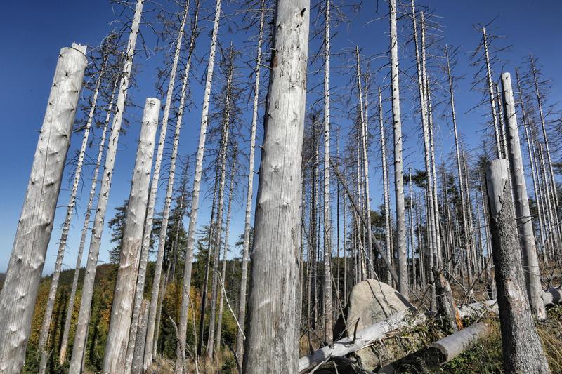 Sturm, Trockenheit und Borkenkäfer setzen Bäumen zu