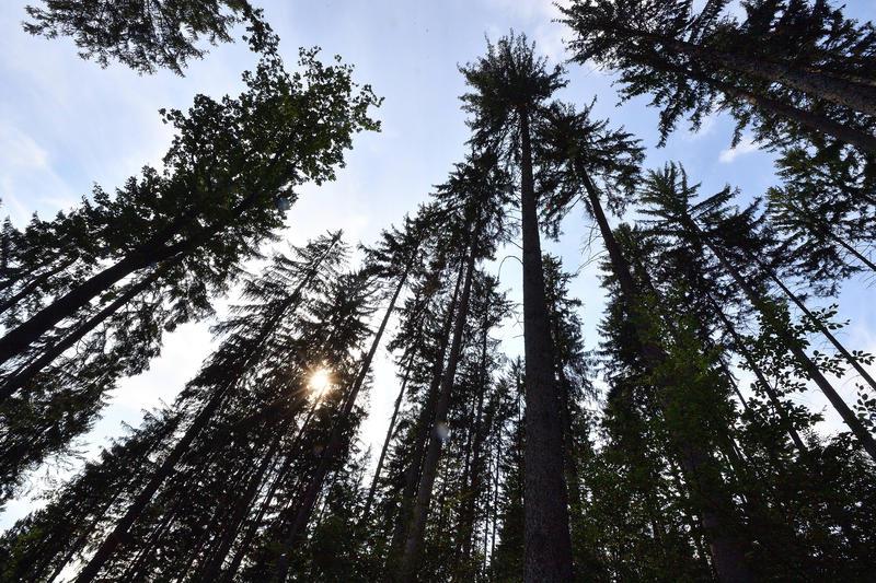 Klöckner kündigt massive Aufforstung deutscher Wälder an