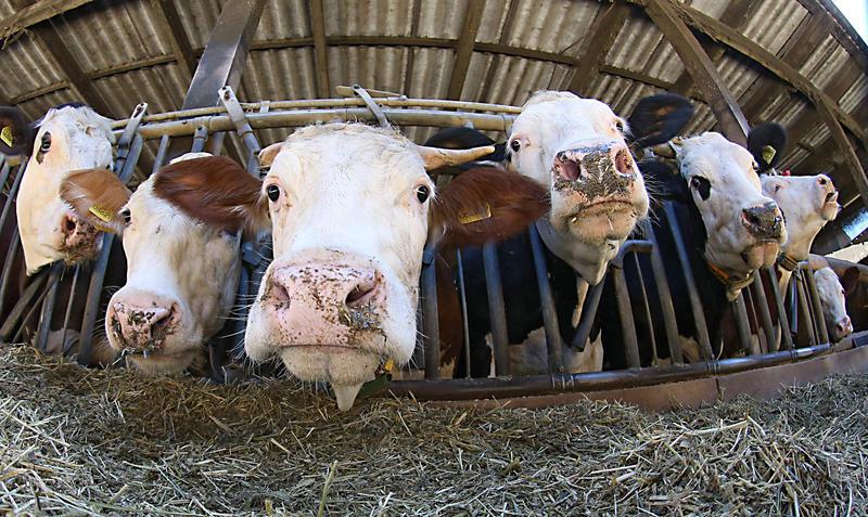 Tierwohl: Ethikrat fordert Umsteuern bei Nutztierhaltung