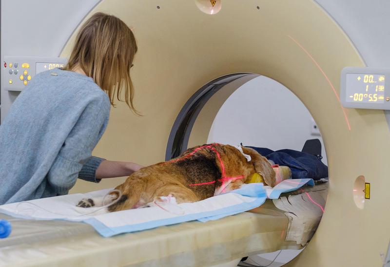 Chemotherapie für den Hund